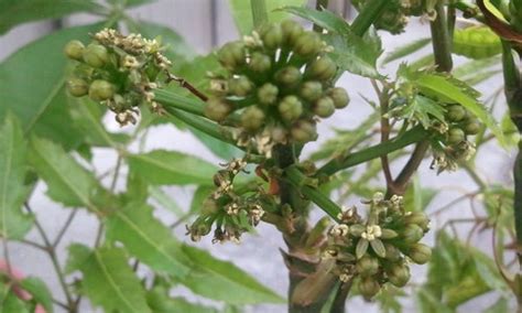 福祿桐為什麼會開花|福祿桐 (護理, 特徵, 象徵意義, 圖片)